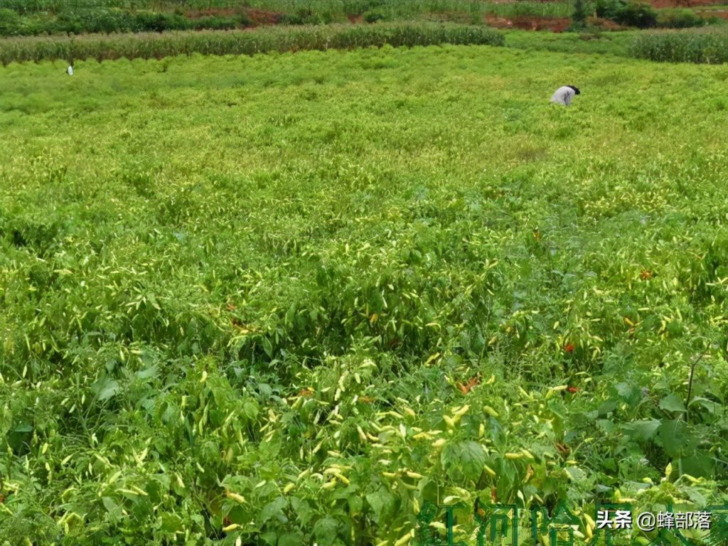 农业什么最挣钱最有前途?（强烈推荐3种亩产量收益几万元粮食作物）