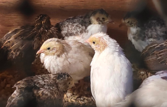 芦丁鸡：养殖暴利项目，投2000元，一个半月后赚近3万！