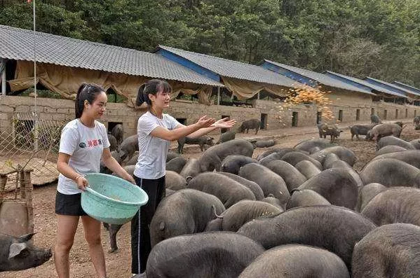 图片[1]-养猪技术教程售卖，一单298元你你觉得他不香吗。-玩锤子创业网