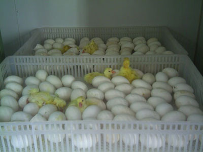 冷库存鲜花和鸡蛋：延长保鲜期，创造商机