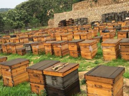 农村养殖业：蜜蜂养殖成为亮点，阿灿为你解读 -1