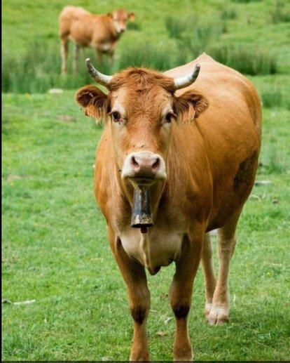 养牛的利润：养十头黄牛一年利润有多少？