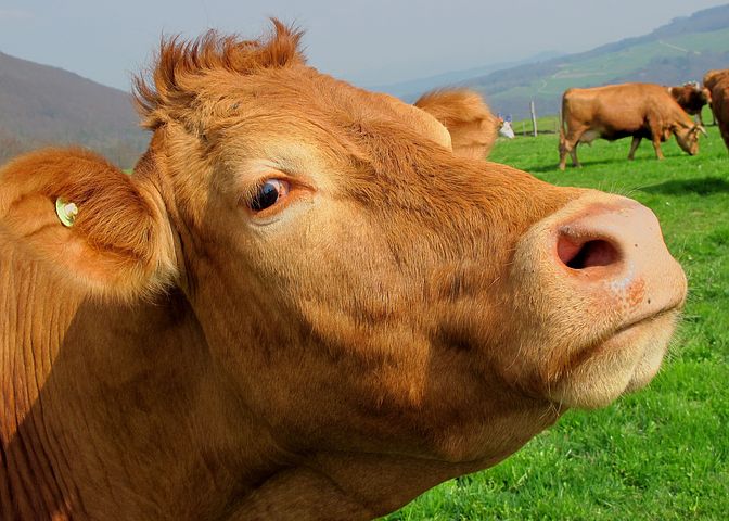 养牛的利润：养十头黄牛一年利润有多少？