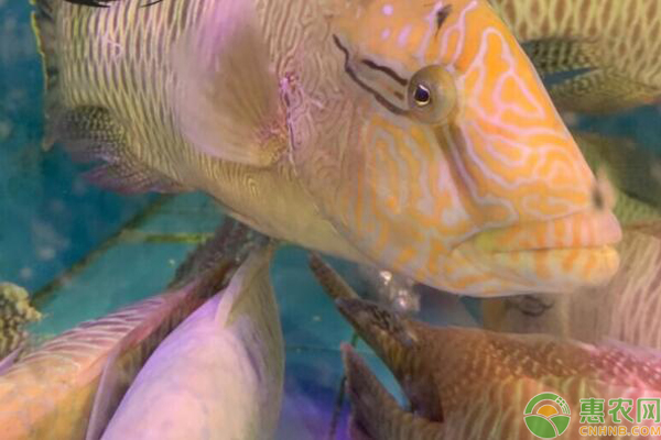 苏眉鱼价格多少钱一斤，让我们来看看苏眉鱼秘密。