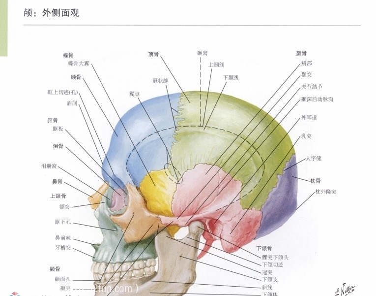 奈特人体解剖彩色图谱（第三版）