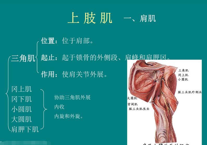 中山大学人体解剖学精品课程百度云资源（36课时）