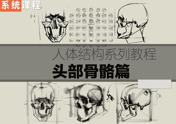 祝凯素描课程人体结构系列课程·硬性知识·头部骨骼—早教启蒙